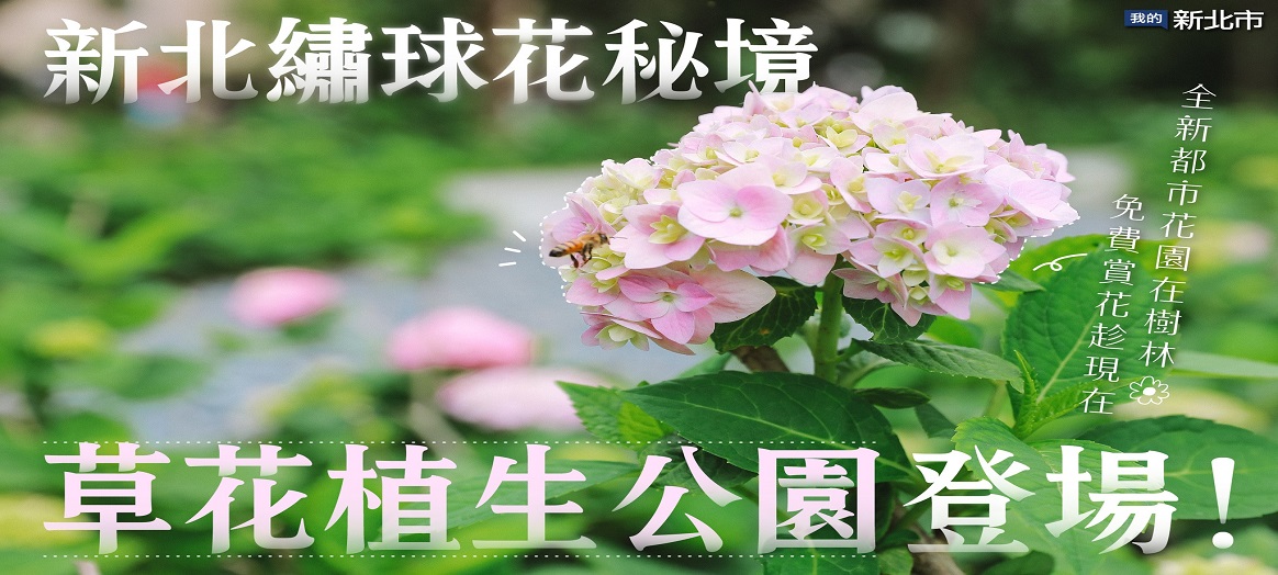 1,413株繡球花開花中，花期預計到6月