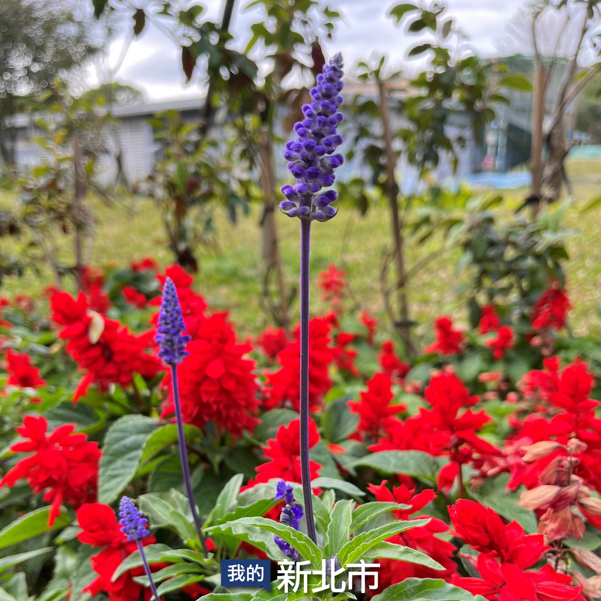 北大汙水廠 內約720坪綠地與鄰近的萬坪公園串聯的全新都市花園|17種豐富草花！一串紅、粉萼鼠尾草、重瓣梔子花、香葉天竺葵、桃金孃及虎尾蘭等🌼 |