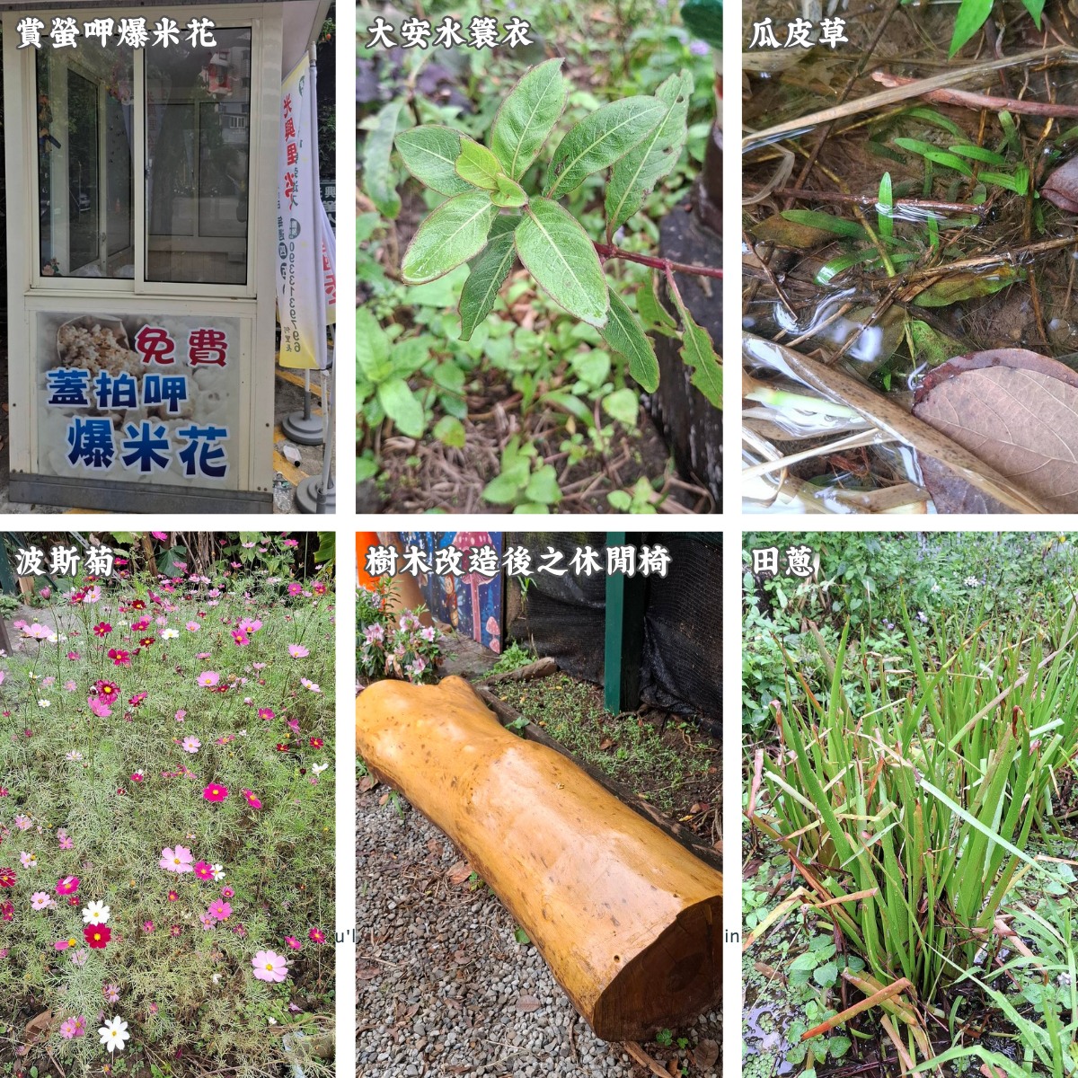 春暖花開，螢火蟲季翩然降臨❗-2