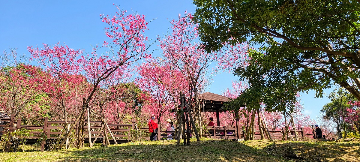 大同山櫻花林